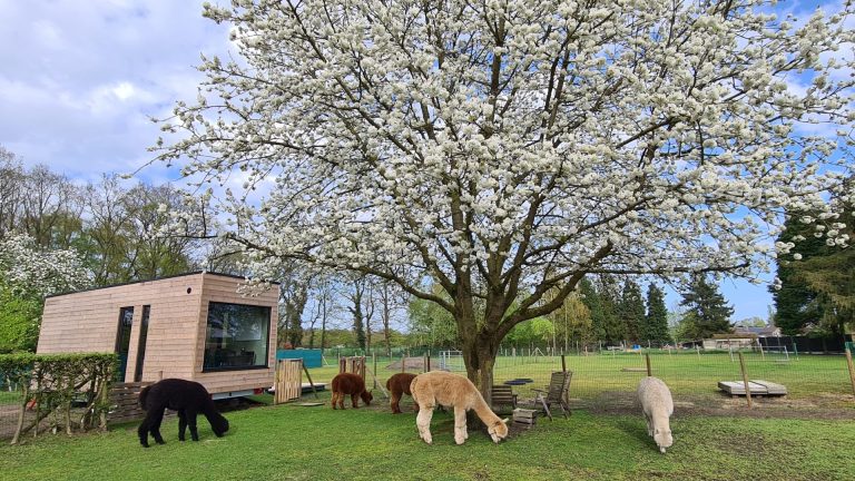 27 juni: On tour bij Sunville Alpaca’s – Zonhoven